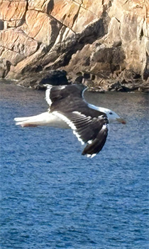atelier lecture écriture
